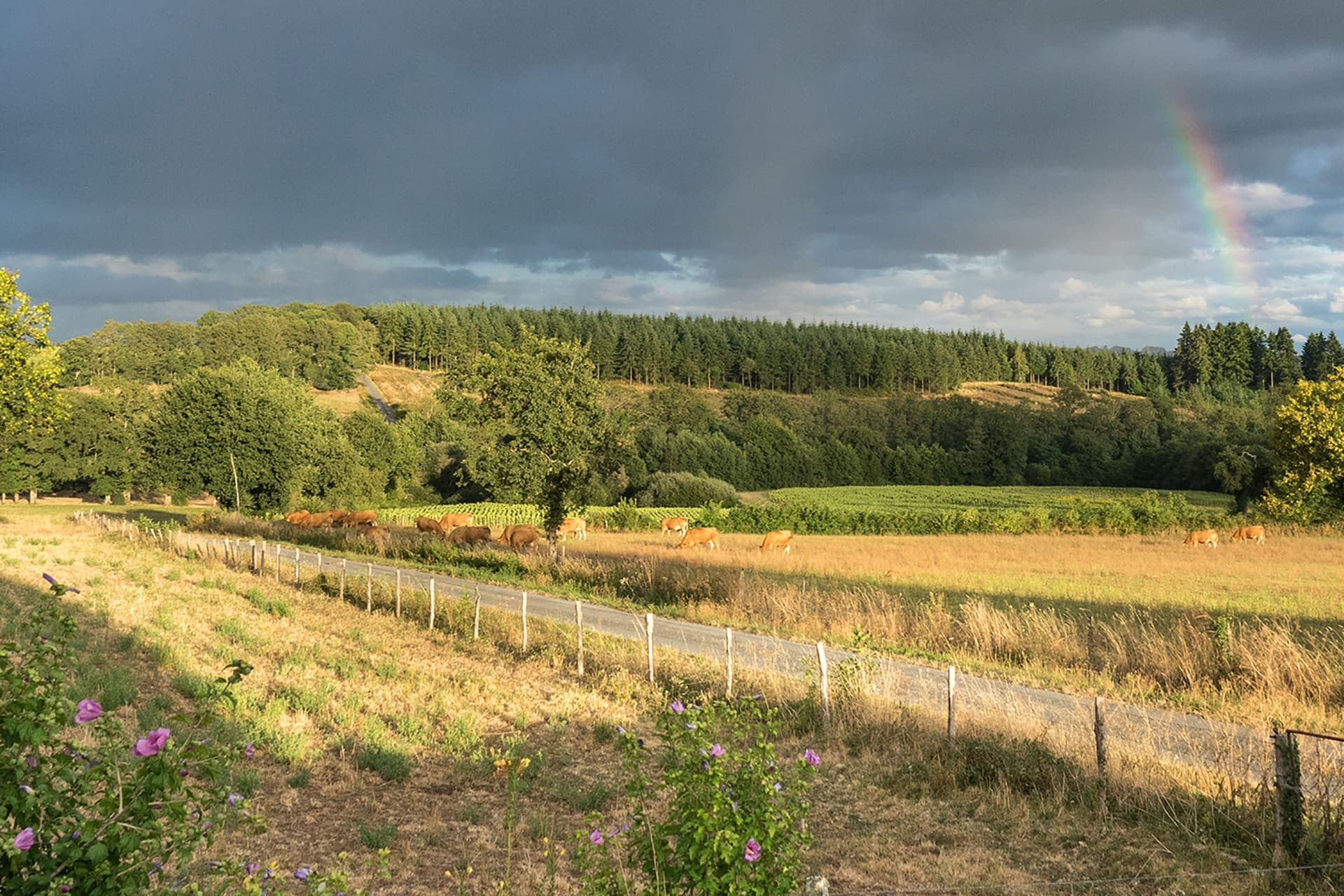 Rainbow over Limousin pastures after summer rain